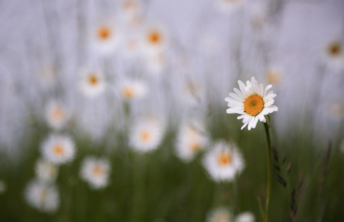 Evde yetiştirebileceğiniz 7 şifalı bitki