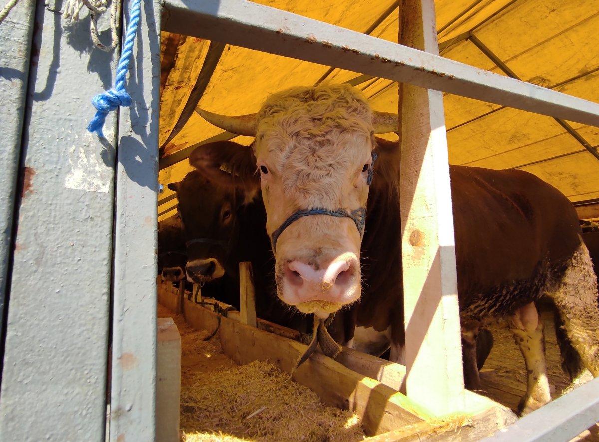 İstanbul'da kurbanlık pazarlıkları başladı