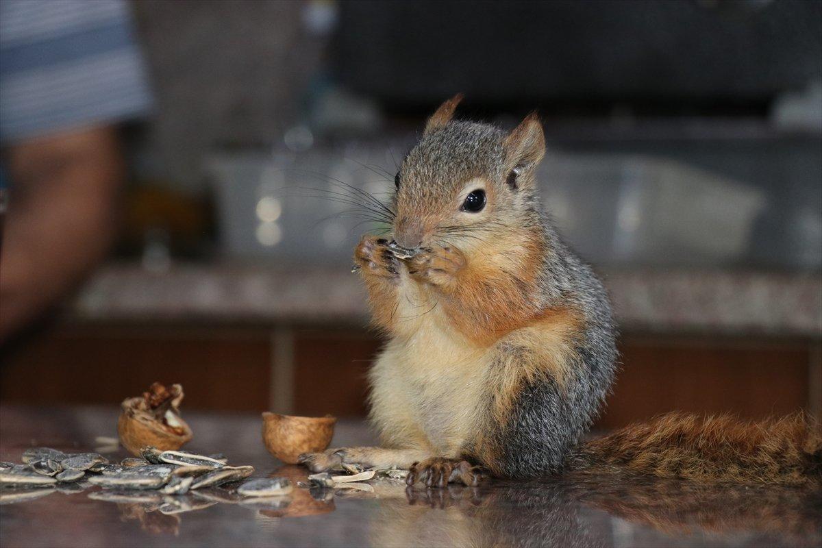 Adana'da bitkin halde bulup beslediği sincap, çay ocağının neşesi oldu