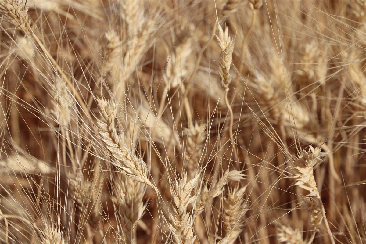 Garzan Ovası'nda buğday hasadı başladı