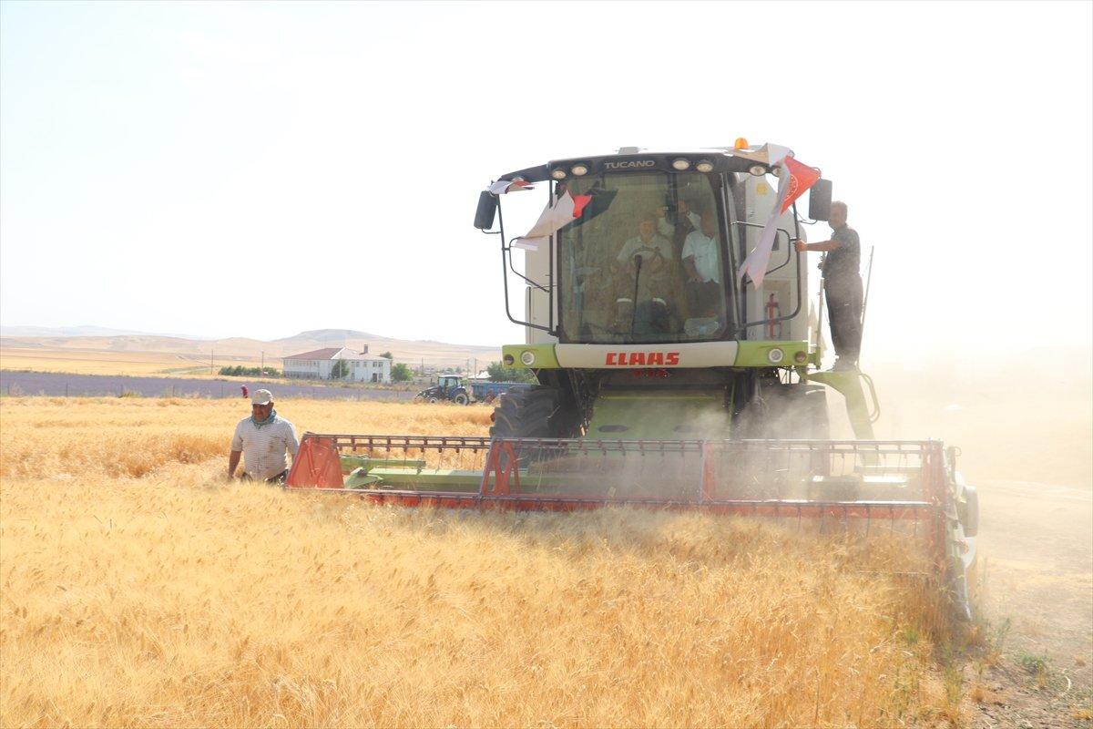 Garzan Ovası'nda buğday hasadı başladı