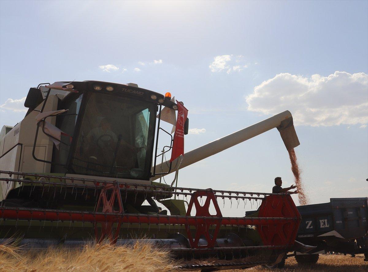 Garzan Ovası'nda buğday hasadı başladı