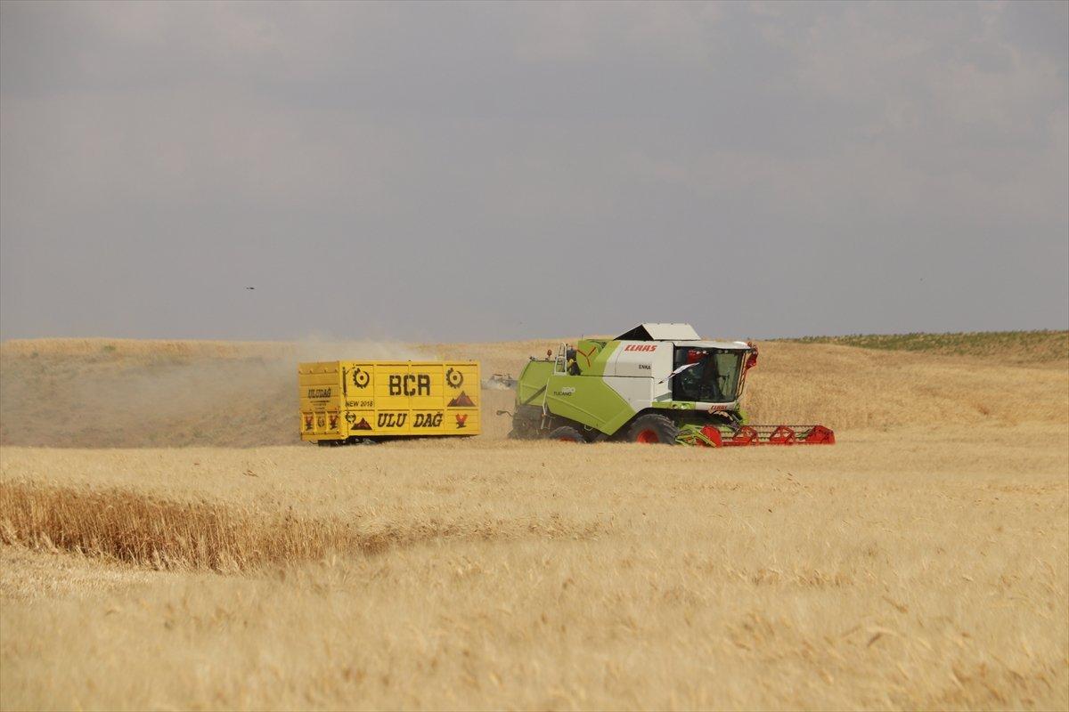 Garzan Ovası'nda buğday hasadı başladı