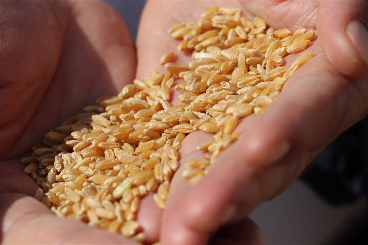 Garzan Ovası'nda buğday hasadı başladı