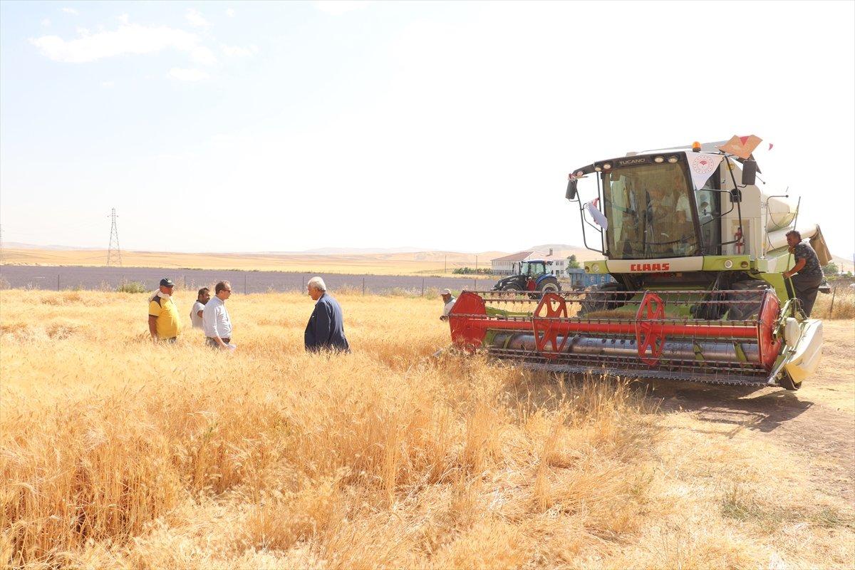Garzan Ovası'nda buğday hasadı başladı