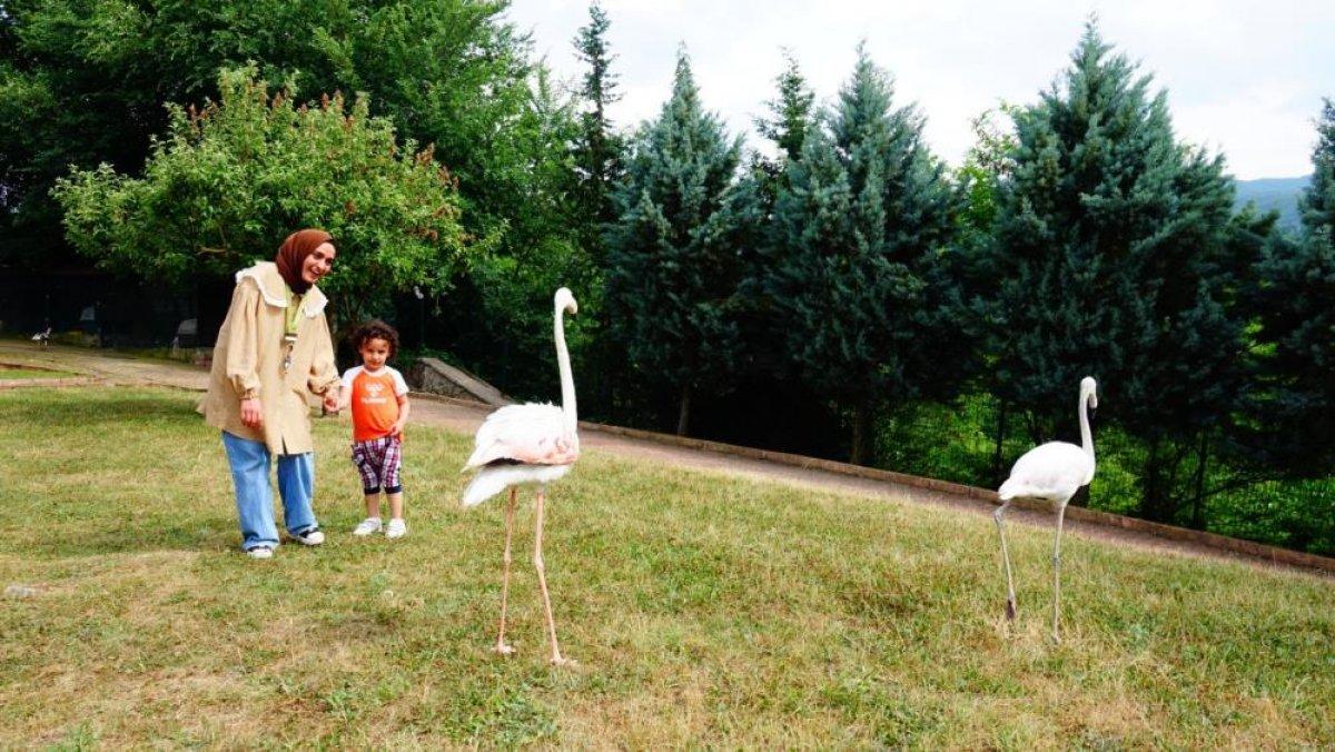 Kocaeli'de konuşmayan çocuğun dili çözülsün diye eşek dili yedirdiler