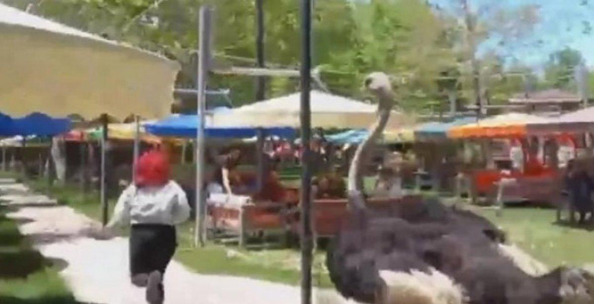 Aksaray'da barınağından kaçan deve kuşu, kadın müşteriyi kovaladı