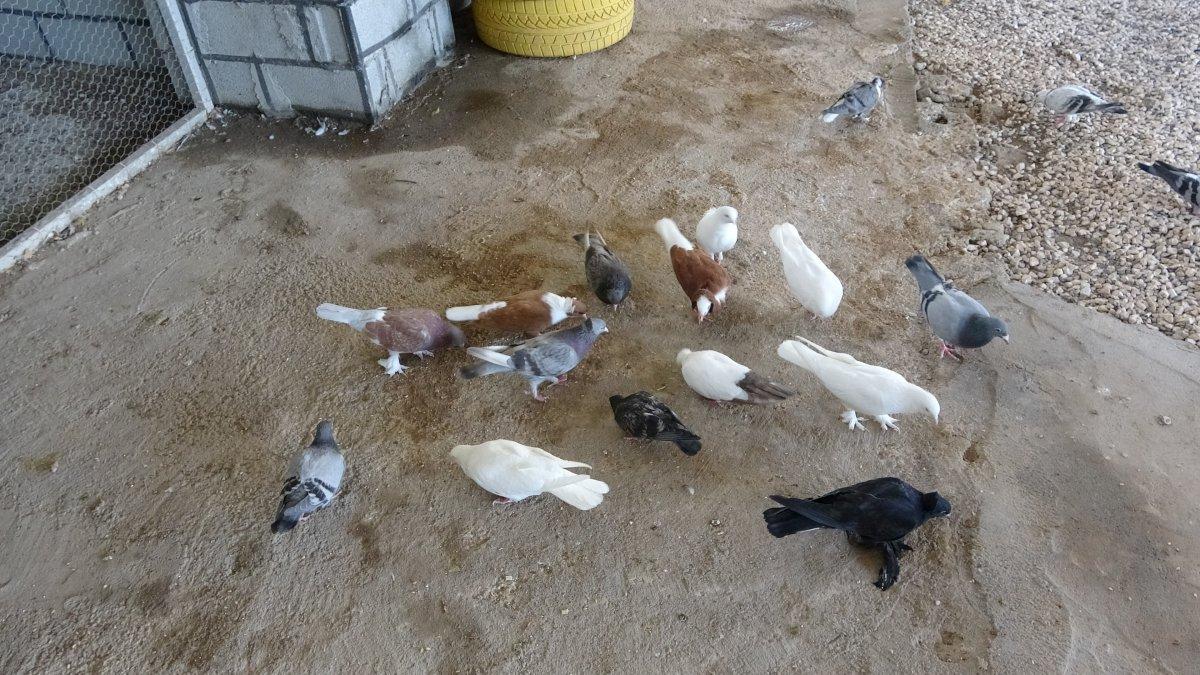 Türkiye’nin ‘kuşçu ablası’