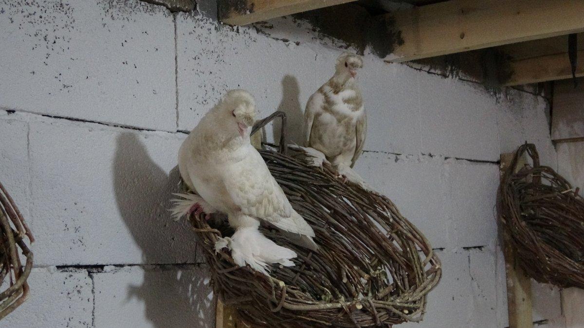 Türkiye’nin ‘kuşçu ablası’