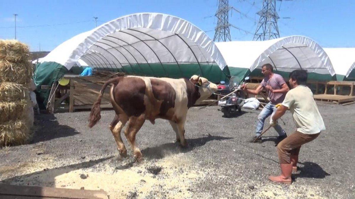 Kurban pazarının gözdeleri yarışmaya hazırlanıyor