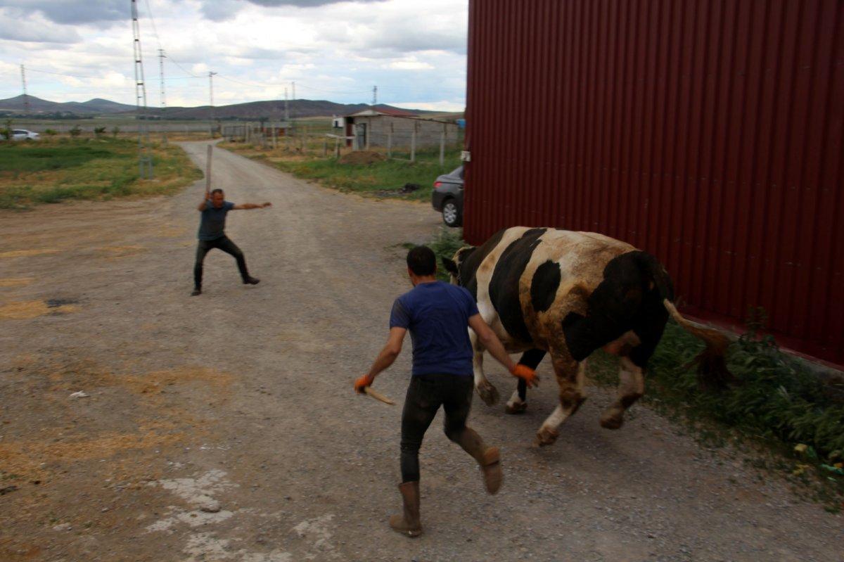 Sivas'ta 1 ton 220 kilogram olan tosun, 72 bin 500 liraya satıldı