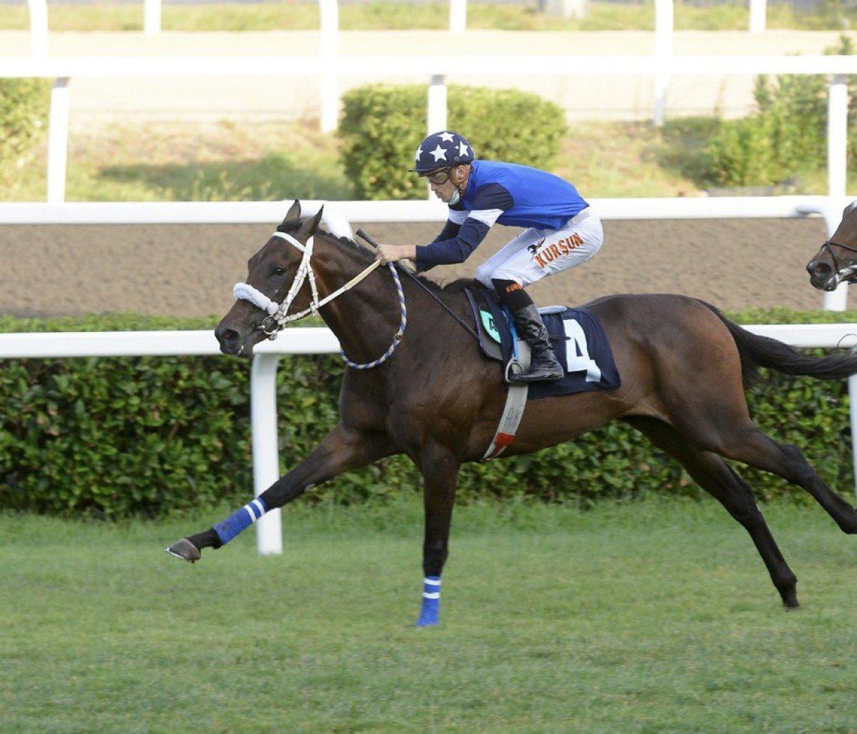 Gazi'de sakatlanan Dollar Man, uyutulacak