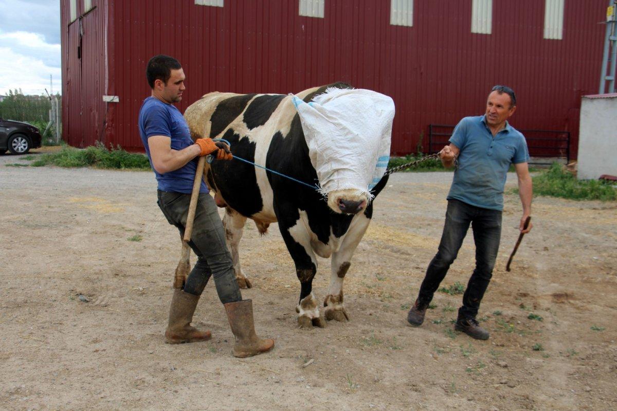 Sivas'ta 1 ton 220 kilogram olan tosun, 72 bin 500 liraya satıldı