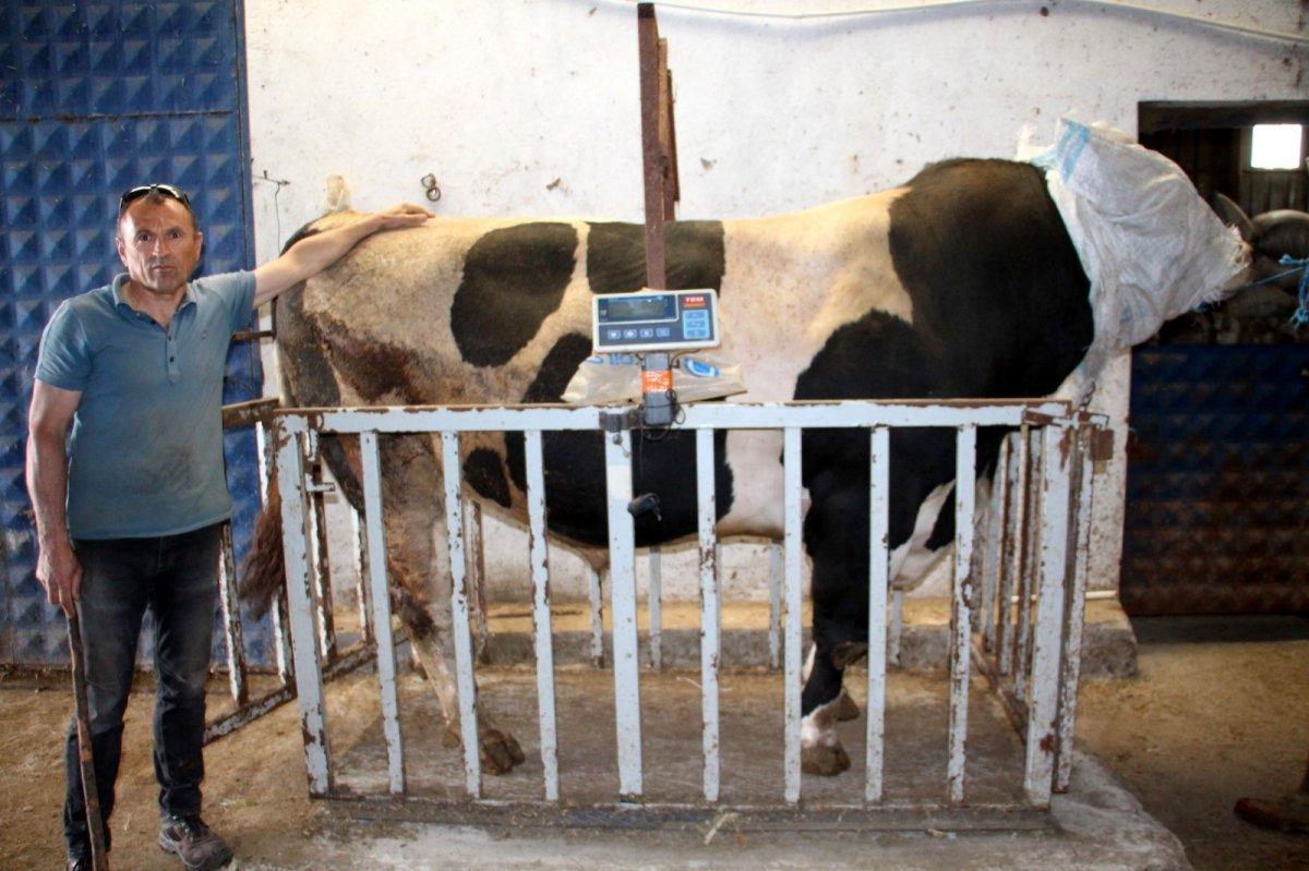 Sivas'ta 1 ton 220 kilogram olan tosun, 72 bin 500 liraya satıldı