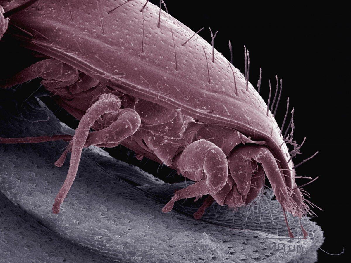 İnsan vücudu için en tehlikeli 7 parazit