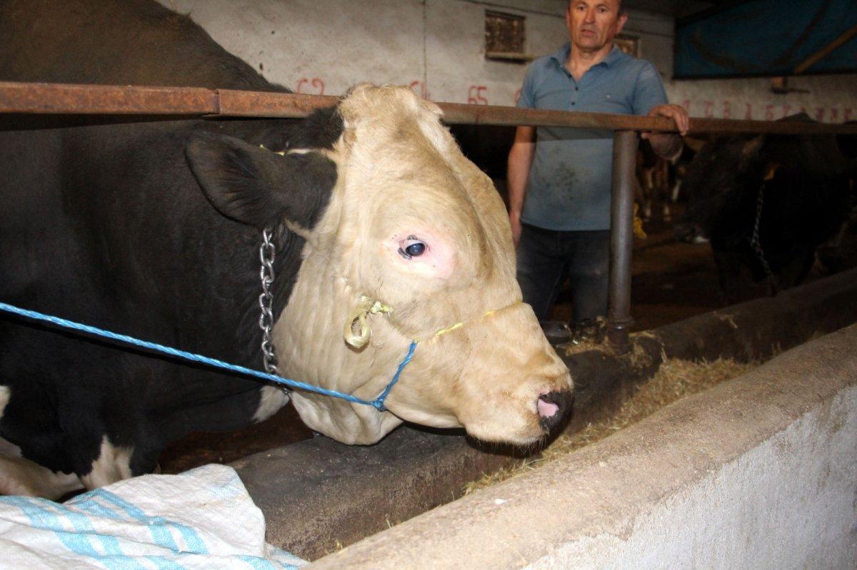 Sivas'ta 1 ton 220 kilogram olan tosun, 72 bin 500 liraya satıldı