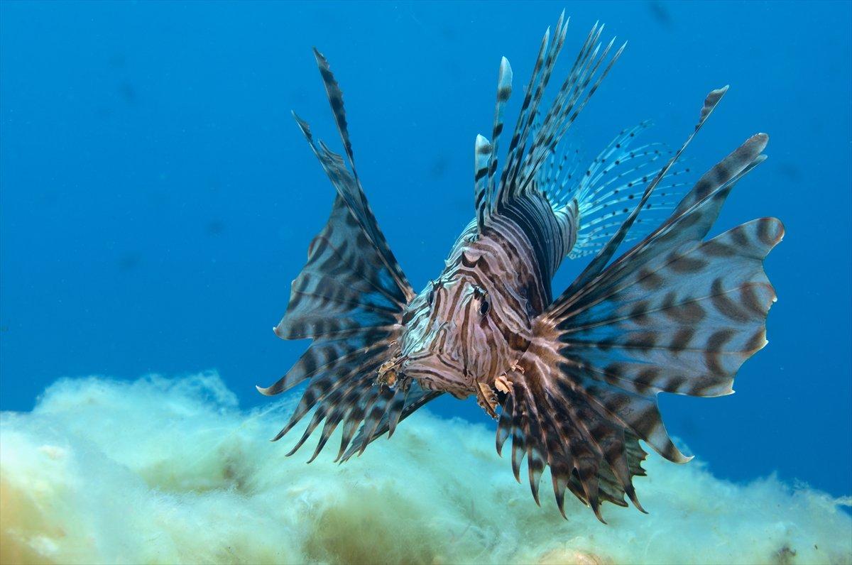 Aslan balığı, dalgıçların kadrajına girdi