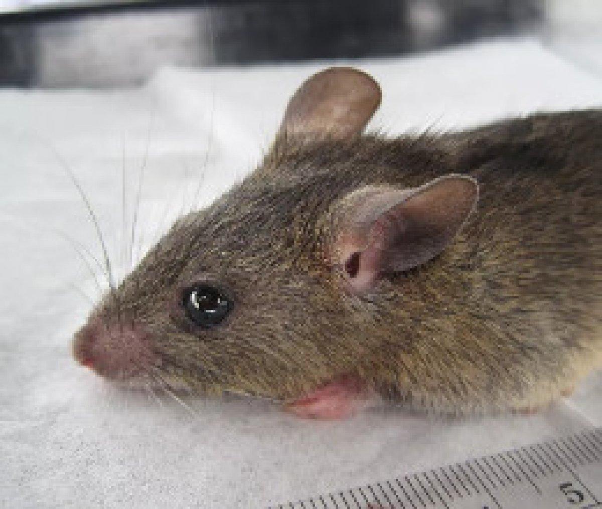 Nijerya'da bu yılın ilk yarısında Lassa ateşi sebebiyle 158 kişi hayatını kaybetti