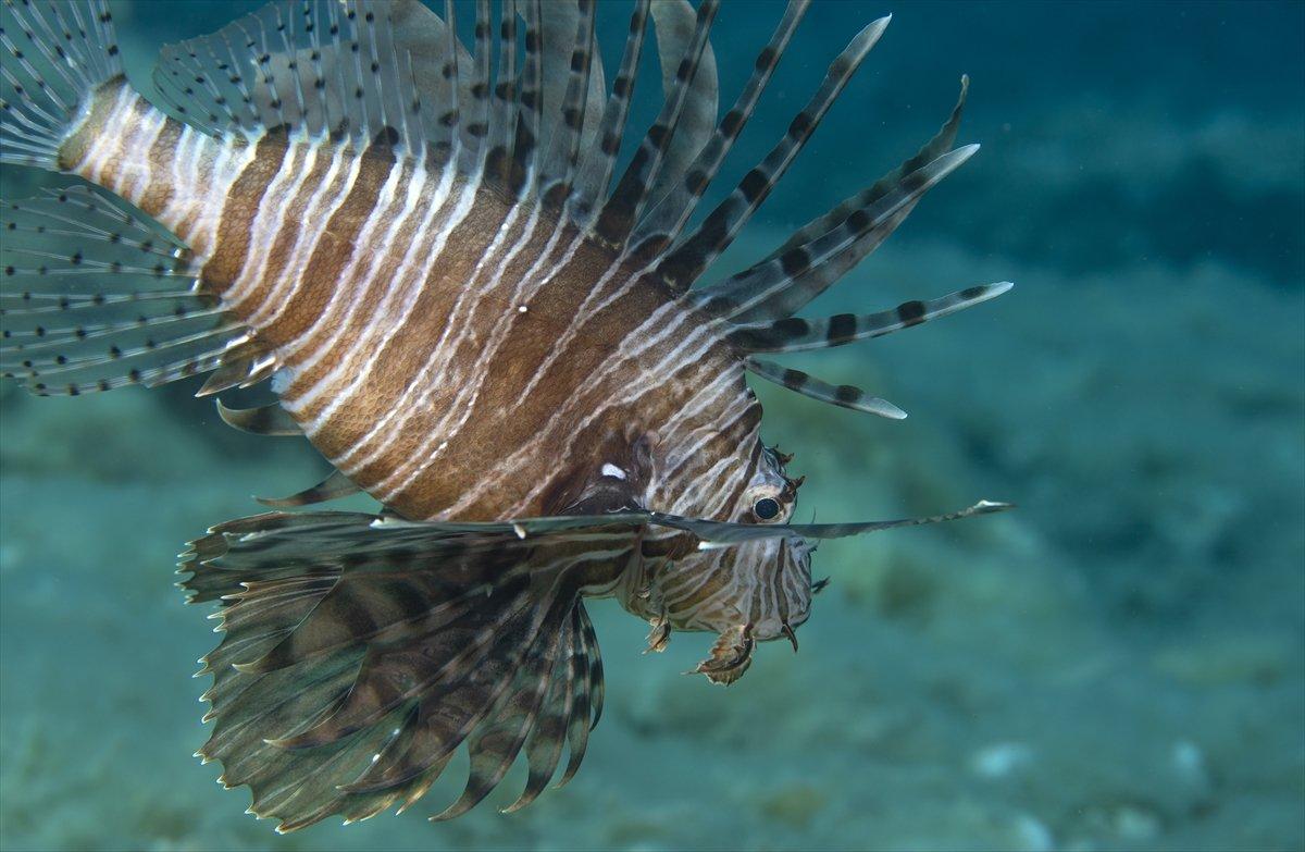 Aslan balığı, dalgıçların kadrajına girdi