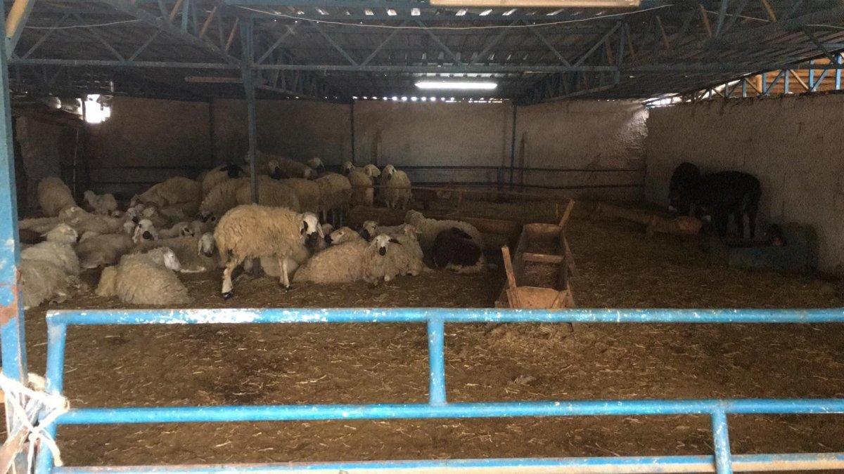 Konya'da  2,5 milyon liralık kurbanlık vurgunu: Çete çökertildi