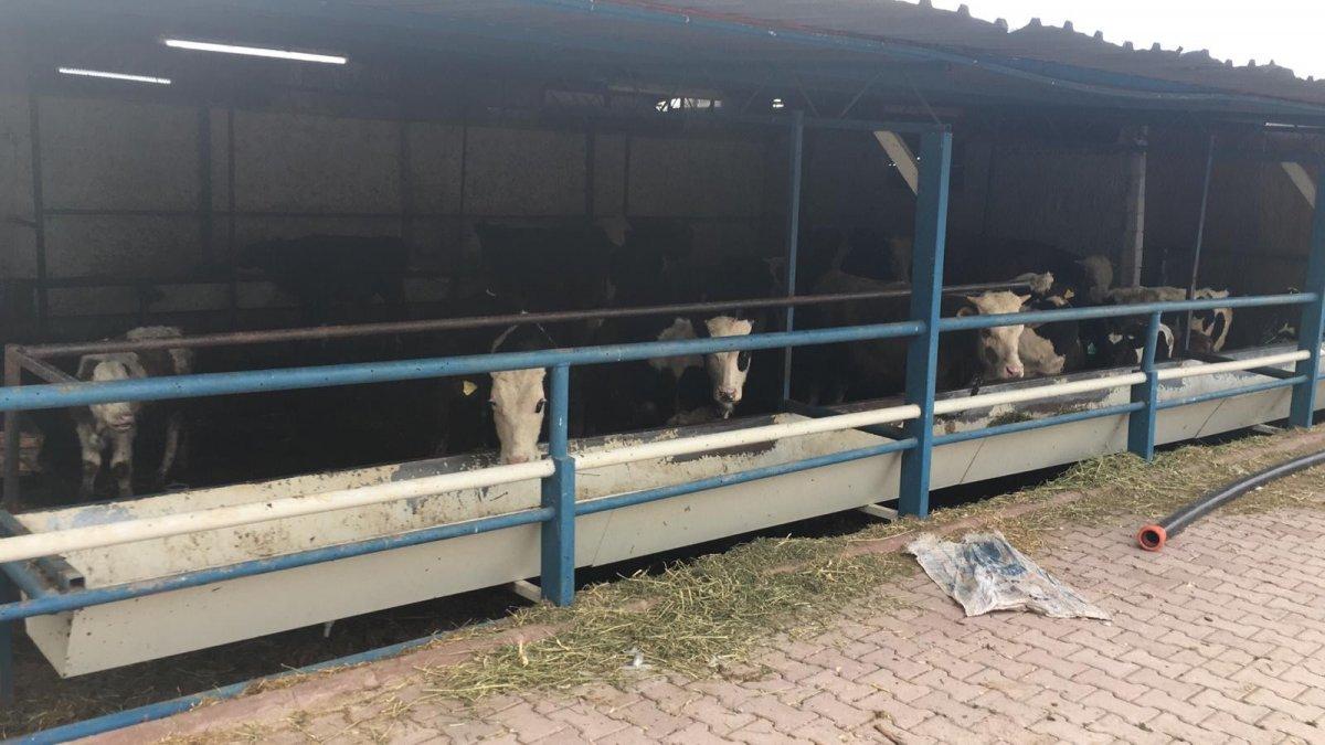 Konya'da  2,5 milyon liralık kurbanlık vurgunu: Çete çökertildi