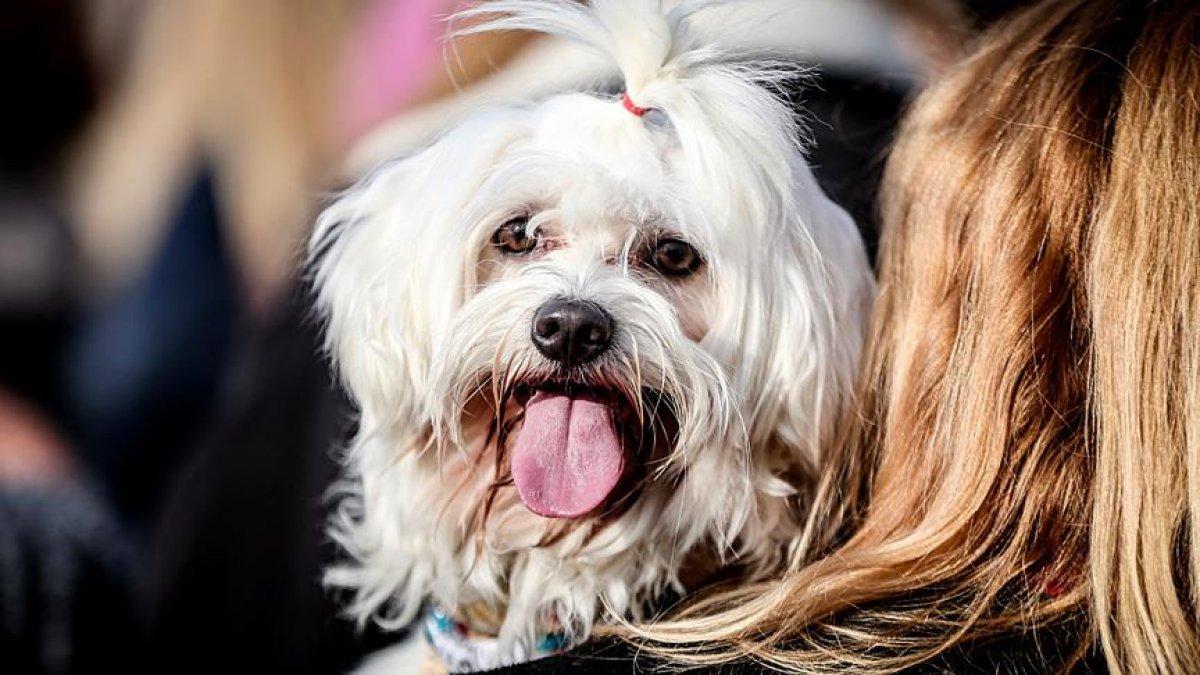 Pet shoplarda, vitrinde hayvan satışı yasağına sayılı günler kaldı