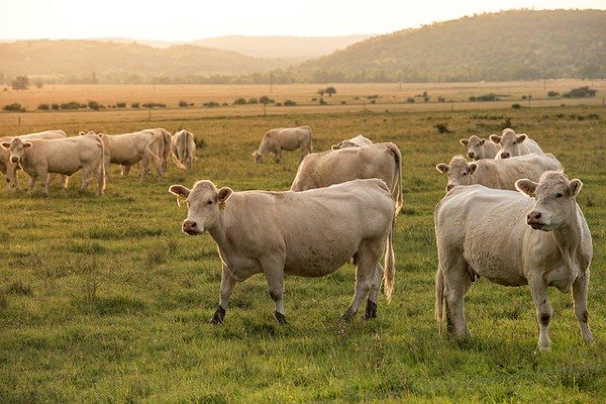 Kurbanlık nasıl seçilir? Kurbanlık hayvan seçilirken nelere dikkat edilmeli?