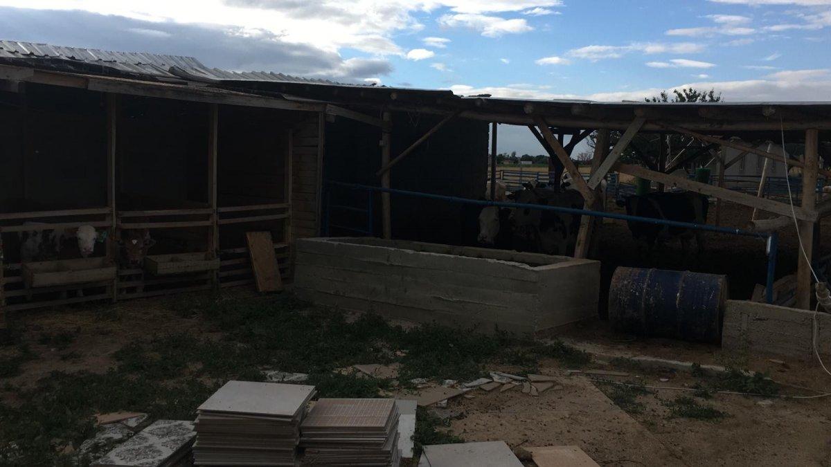 Konya'da  2,5 milyon liralık kurbanlık vurgunu: Çete çökertildi