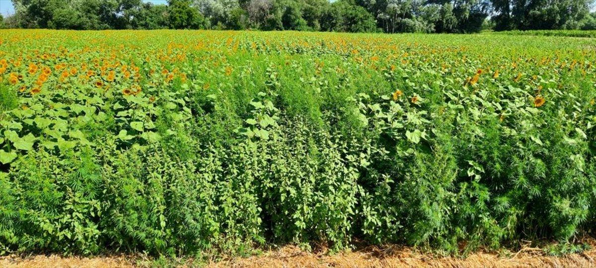 Kırklareli'de tarlada 85 bin kök Hint keneviri ele geçirildi