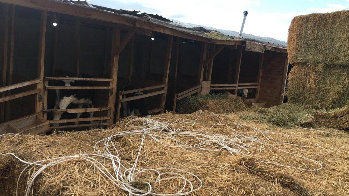 Konya'da  2,5 milyon liralık kurbanlık vurgunu: Çete çökertildi