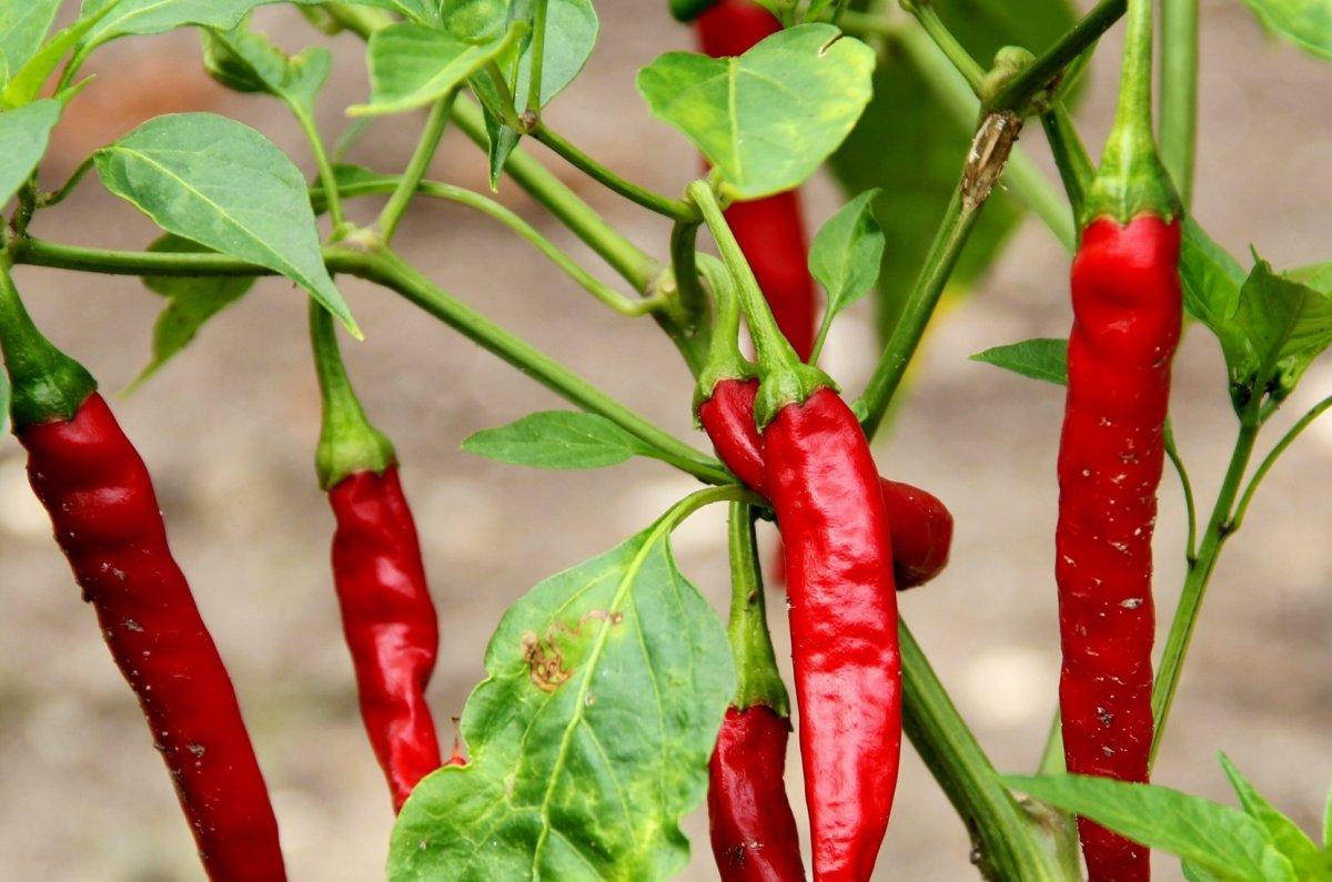 Sindirim, stres, zayıflama... Biberin 10 inanılmaz faydası