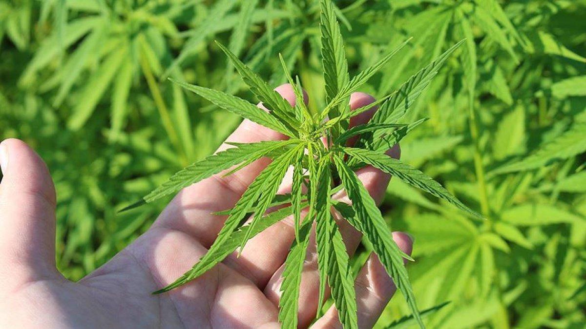 Rize'de kenevir fabrikası kurulacak