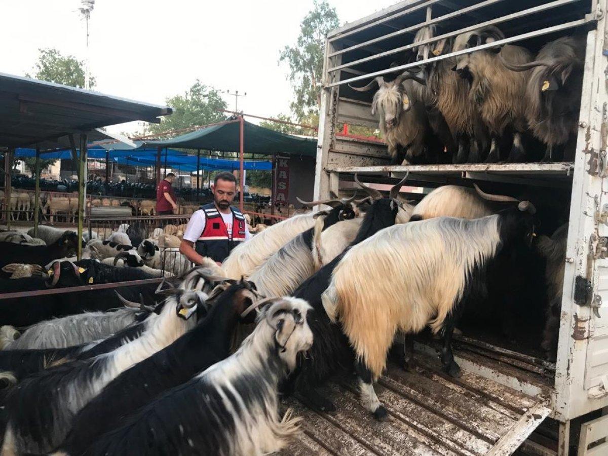 Antalya'ya giden hayvancı, dolandırıcıların tuzağına düştü