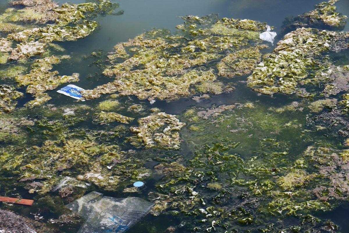 İzmir'deki Bostanlı sahilini yosunlar kapladı