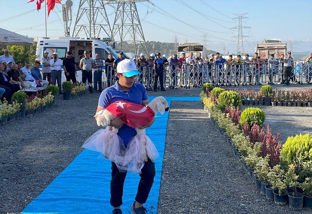 İstanbul'da büyükbaş kurbanlıkların güzellik yarışı