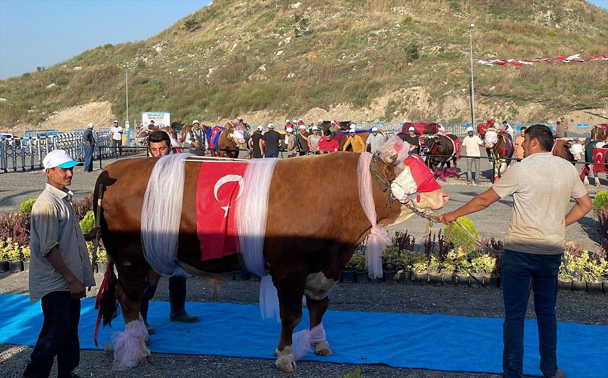 İstanbul'da büyükbaş kurbanlıkların güzellik yarışı