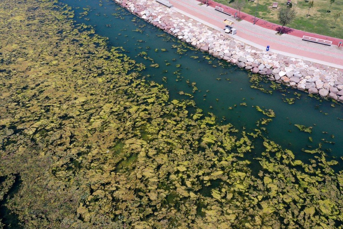 İzmir'deki Bostanlı sahilini yosunlar kapladı