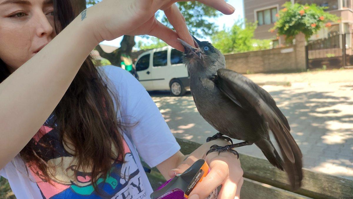 Sakarya'da kargasına gözü gibi bakıyor