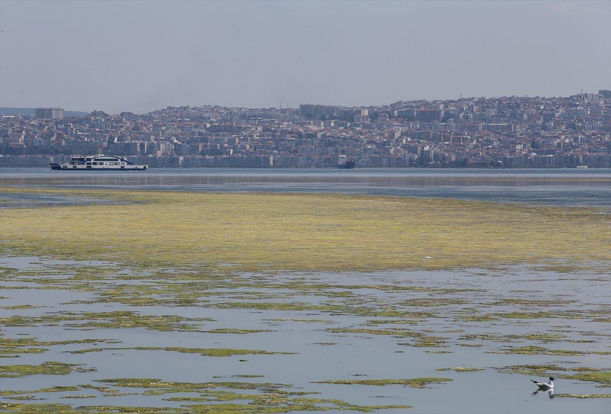 İzmir'deki Bostanlı sahilini yosunlar kapladı