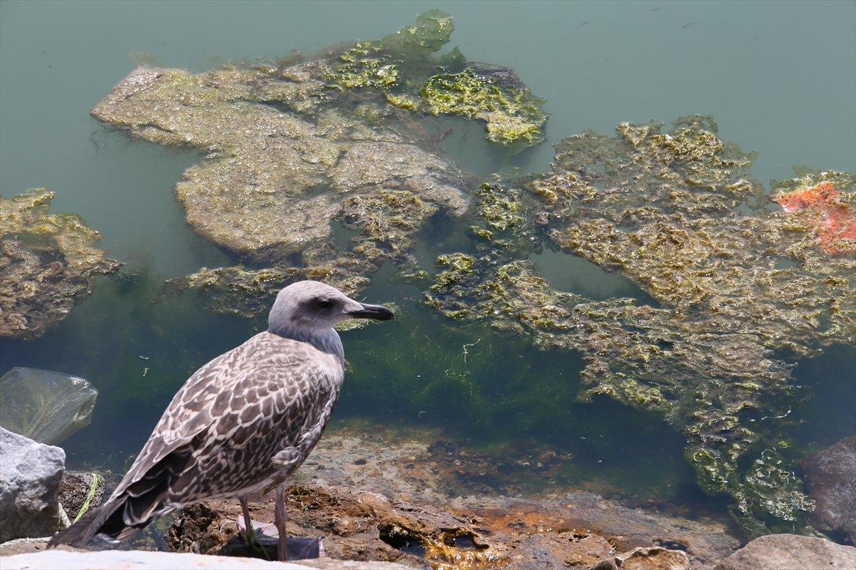 İzmir'deki Bostanlı sahilini yosunlar kapladı