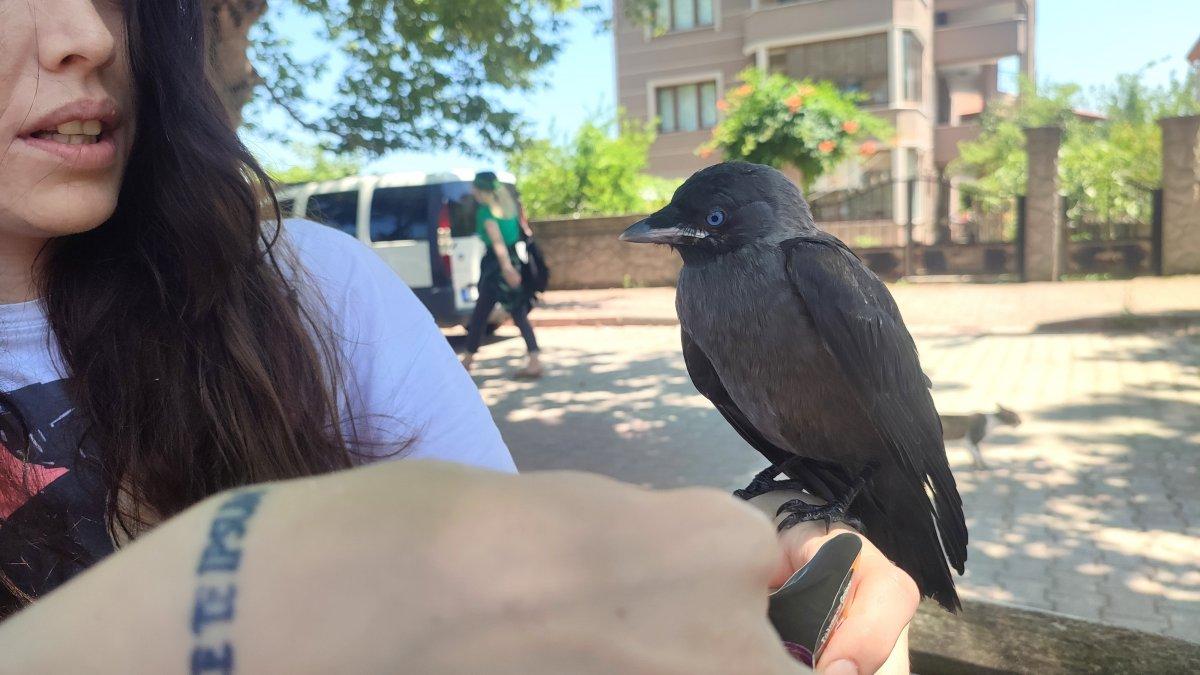Sakarya'da kargasına gözü gibi bakıyor