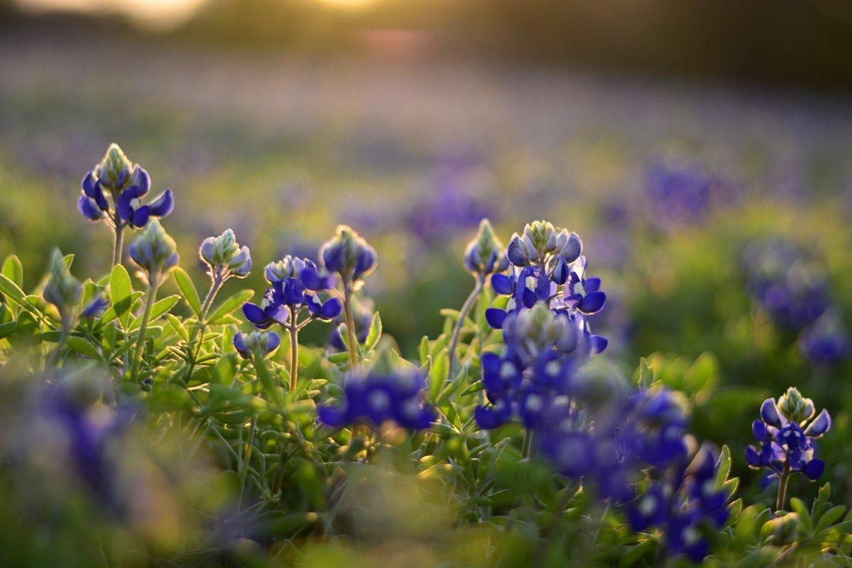 Kimyasallara gerek yok! Sivrisinekleri ve böcekleri uzak tutan 7 süper bitki