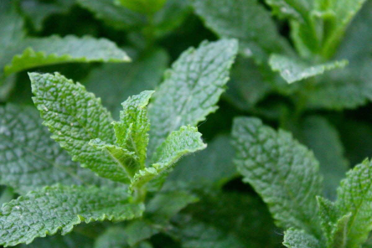 Kimyasallara gerek yok! Sivrisinekleri ve böcekleri uzak tutan 7 süper bitki