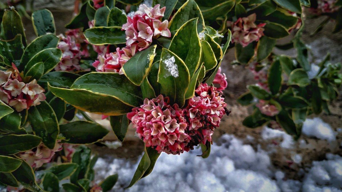 Kimyasallara gerek yok! Sivrisinekleri ve böcekleri uzak tutan 7 süper bitki