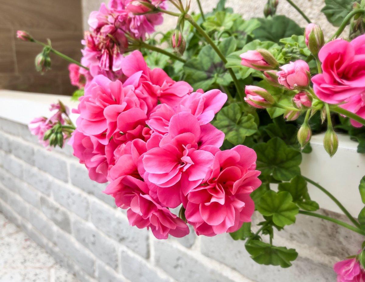 Kimyasallara gerek yok! Sivrisinekleri ve böcekleri uzak tutan 7 süper bitki