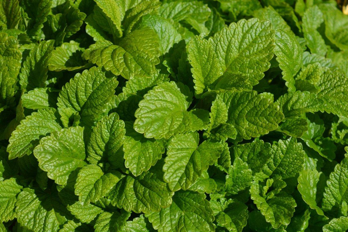 Kimyasallara gerek yok! Sivrisinekleri ve böcekleri uzak tutan 7 süper bitki