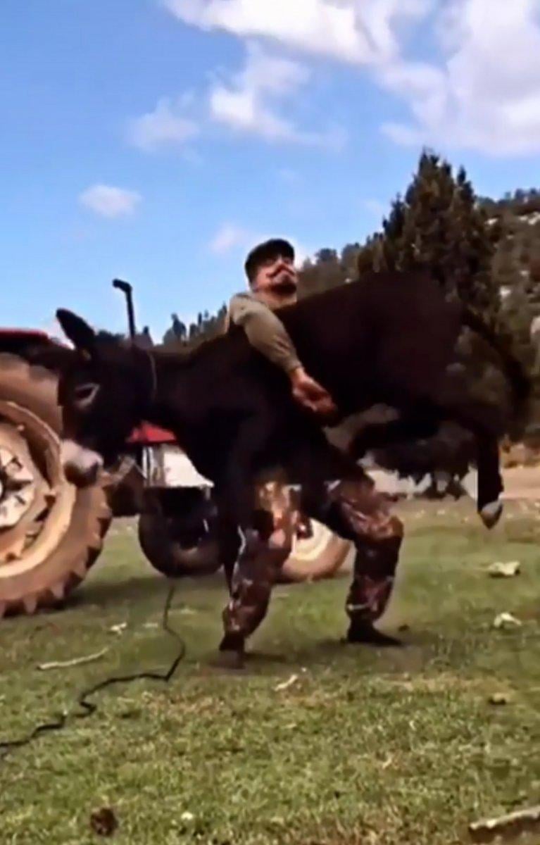 Başpehlivan Cengizhan Şimşek'in şampiyonluk hamlesini eşekle çalıştığı anlar