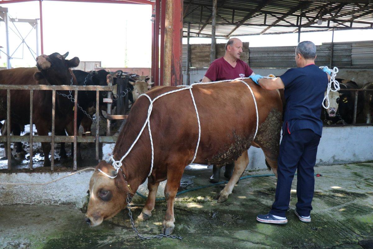 Kurban yatırmada Rueff tekniği
