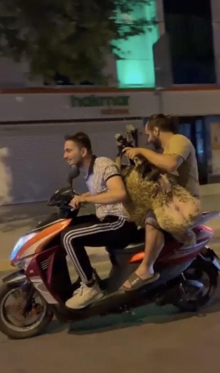 İstanbul'da motosiklette koyun taşıdılar