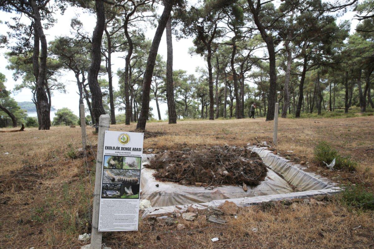 İstanbul'da ormanlarda zararlı böceklere karşı mücadele